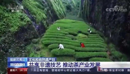 武夷山 文化和自然遺產(chǎn)日里的千年茶韻與數(shù)字傳承